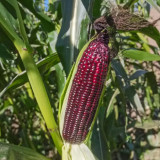 Black Sweet-waxy Maize Seeds