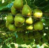 Kiwi Seeds Healthy Nutrition Rare Organic Fruit