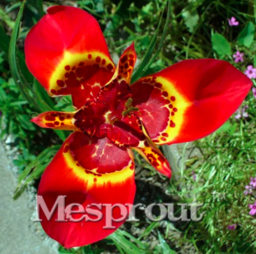 Tigridia Pavonia Flowers Seed Colorful Flowers Tiger Orchid Seeds (Color: 5)
