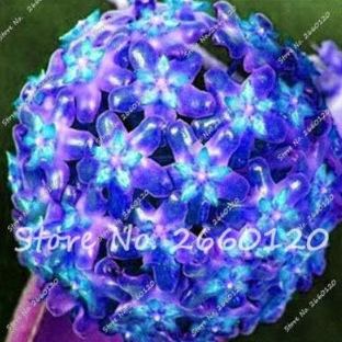 Hoya carnosa Beautiful Climbing Ball Orchid Flower Seeds