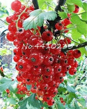 Gooseberry Seed Fruit Seeds