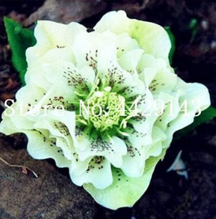 Helleborus Plants Garden Summer Flower Plants Seeds