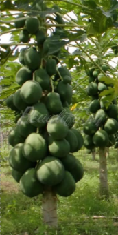 Sweet Maradol Papaya Seed Outdoor Edible Tropical Juicy Jardin Fruit