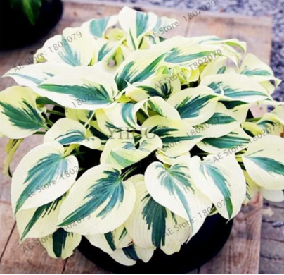 Hosta Plants Seeds, White Green Colorful