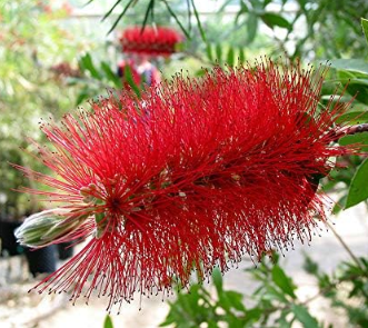 Crimson Bottlebrush Shrub Flower Callistemon Seeds Non-Hybrid