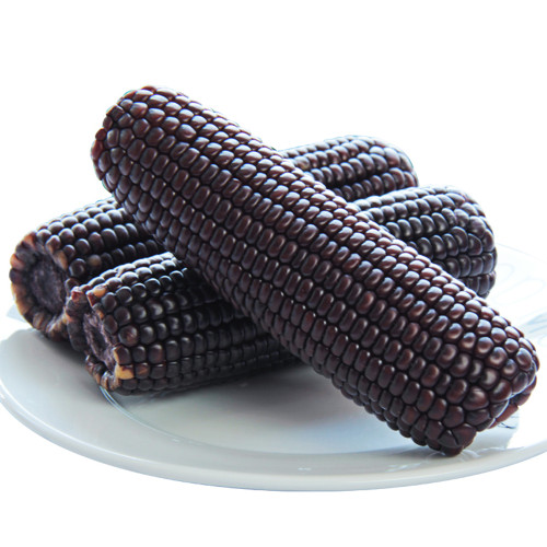 Black Sweet-waxy Maize Seeds