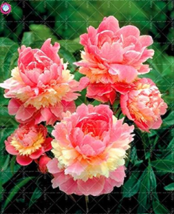 'Walter Mains' Tree Peony Seeds