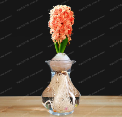 Hyacinth Bulb