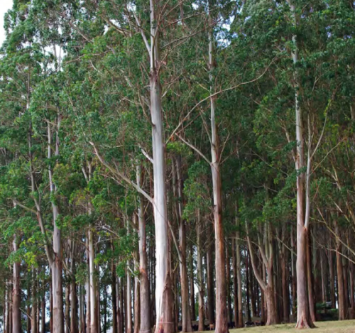 Eucalyptus regnans UNIQUE TREE SEEDS