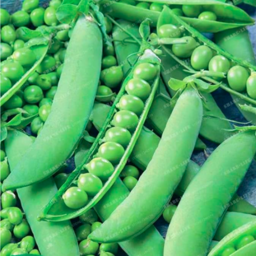 Pea Seed ~Organic Super Sweet Green Arrow Bean Seed