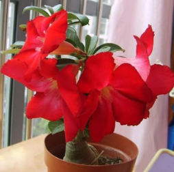 Adenium Obesum Seeds Fire Red Desert Rose
