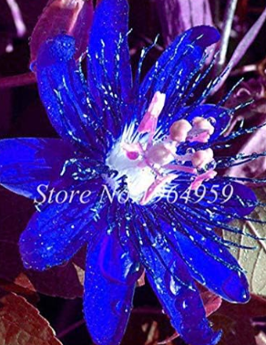 Exotic Passion Flower Vine Fruit Passiflora Seed Home Garden Rare Organic T
