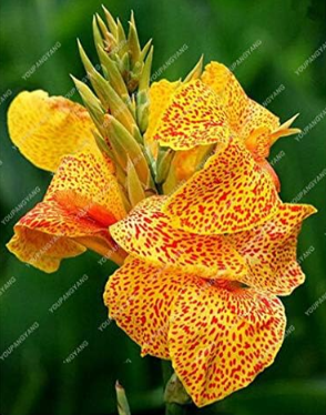 Canna Lily Seed Flower Seed