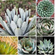 100% Rare Agave Seeds Mixed, Tree Herbs Flower Succulent