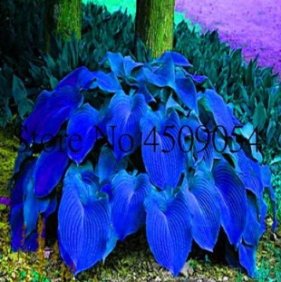 Hosta fragrant plantain lily Seed Perennial