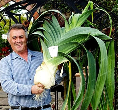 Giant Leek Seed (Allium tricoccum) Perennial Balcony Potted Plants