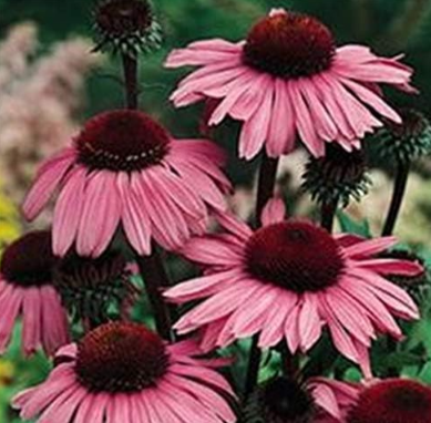 Echinacea Outdoor Flower Plant Germinate Seeds