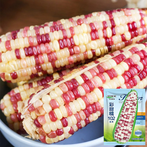 Color Sweet-waxy Corn No.102 Seeds