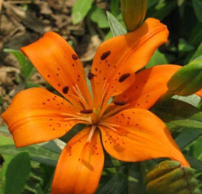 Lily Orange Red Lilium Brownii Balcony Garden Decoration Seed