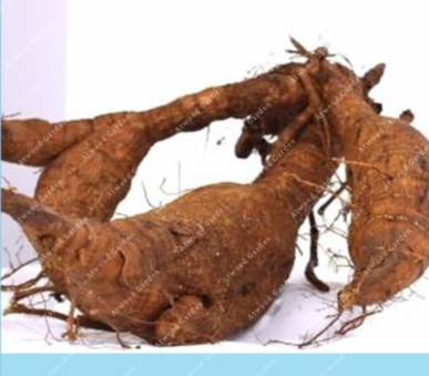 Rare Pueraria Kudzu Seeds Pueraria lobata Rare Pueraria Mirifica Perennial Herbs