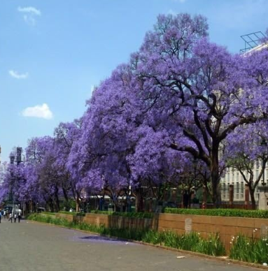 Blue Jacaranda Tree (Jacaranda mimosifolia) Seeds