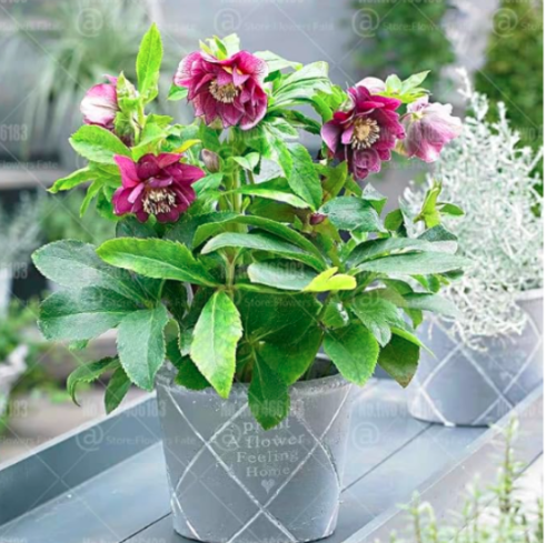 Helleborus niger Seed flowers Christmas rose flower Cold-resistant plant christmas blossom