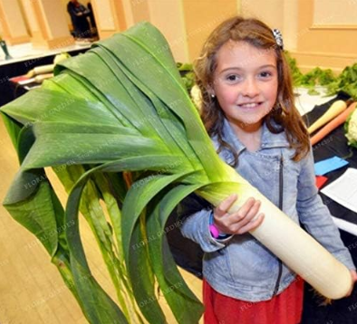Giant Green Garlic Leek (Allium tricoccum) Seeds