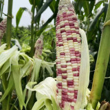 Color Sweet-waxy Corn No.102 Seeds