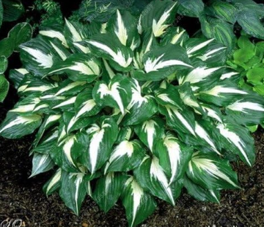hosta Seed Flower for Home Garden Plant Pot Perennial herb