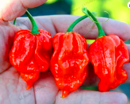 Dragon's Breath chili Seed hot pepper garden capsicum