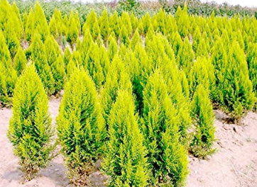Cypress Trees *ambizu* Cypress Seeds for Coniferous Tree Seeds