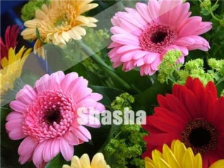 Gerbera Daisy Mix Flower Seeds