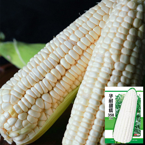 White Sweet-waxy No.358 Corn Seeds