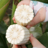 White Sweet-waxy No.358 Corn Seeds