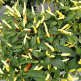 Small Chili Pepper Seeds, Facing Heaven Pepper