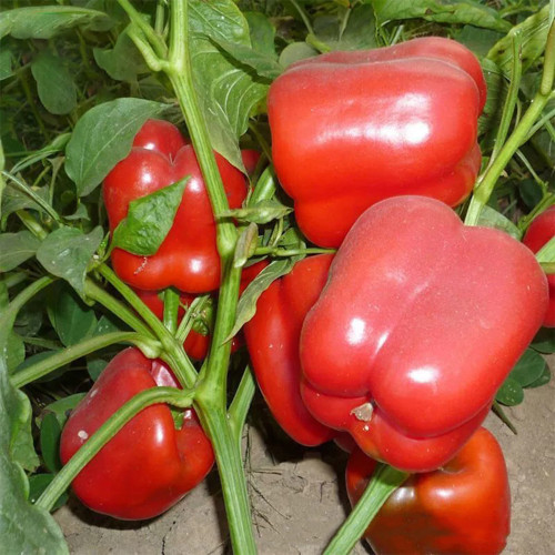 Red Lantern Sweet Pepper Seeds