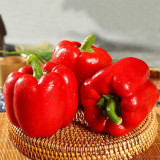 Red Lantern Sweet Pepper Seeds