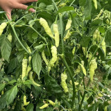 Small Hot Pepper Seeds