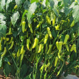 Small Hot Pepper Seeds