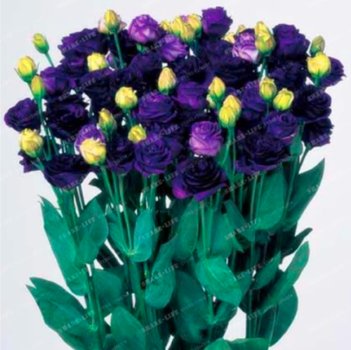 Purple Eustoma Seeds Perennial Flowering Plants Balcony