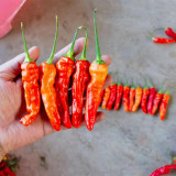 Small Hot Pepper Seeds