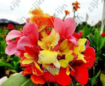Multi-Color Perennial Canna Flower Plant Tree Seeds