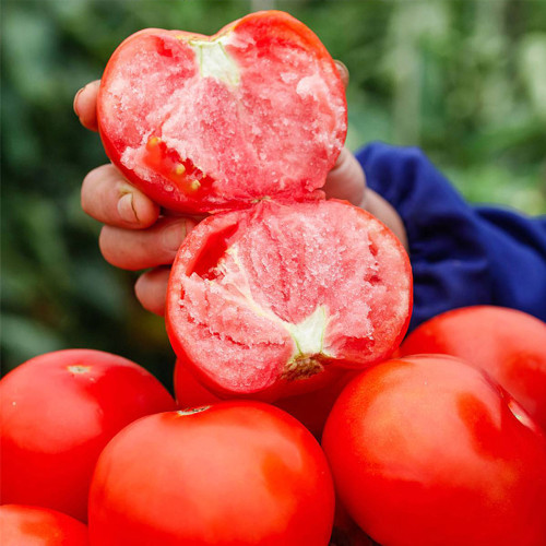 Provence Pink Fruit Tomato Seeds