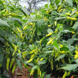 Small Hot Pepper Seeds