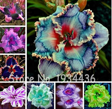 Mixed China Hybrid Daylily Flowers Hemerocallis Lily