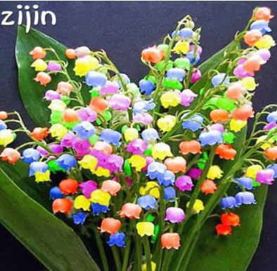 Lily of The Valley Flower Indoor Rare color Bell Orchid Seeds
