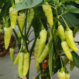 Small Hot Pepper Seeds