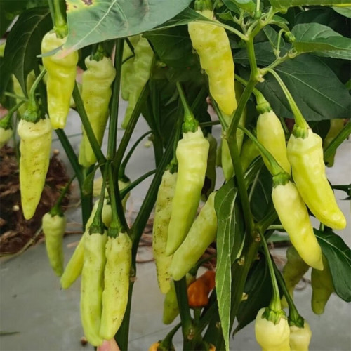 Small Hot Pepper Seeds