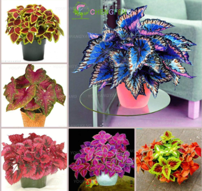Rare Coleus Plants Seeds Rainbow Coleus Garden Flowers