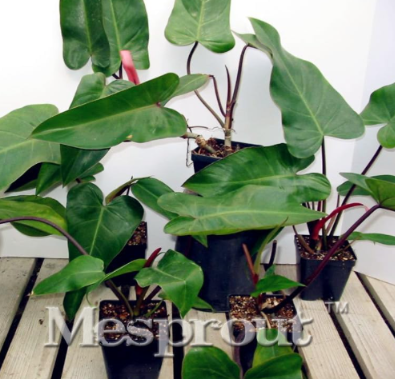 Balcony Philodendron Erubescens Seed Easy to Plant Seed